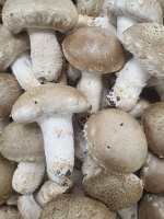 천고성 자연송이 솔버섯