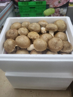 천고성 자연송이 솔버섯 선물세트